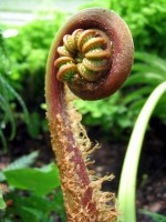 /album/plants/plant-7-jpg/